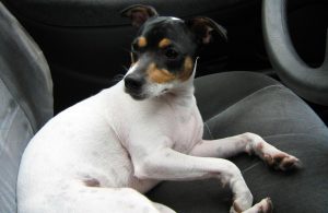Foto del Fox Terrier chileno una de las razas de perro únicas en chile