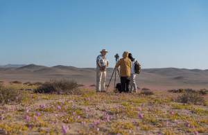 Fich en desierto florido