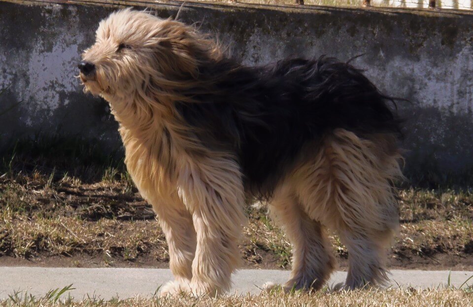 Razas de perros chilenos