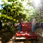 Crecimiento-bienes- exportados-Chile-2024