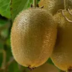 México Chile Kiwi