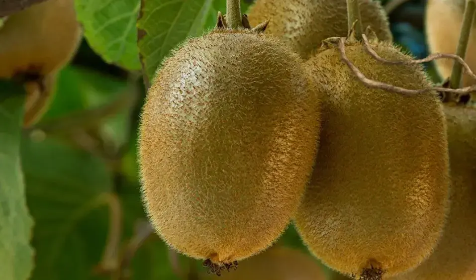 México Chile Kiwi